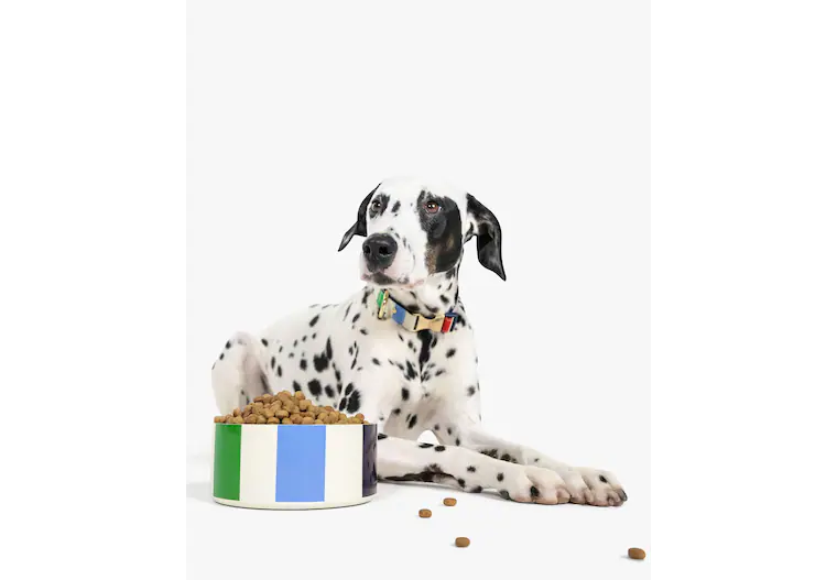 Adventure Stripe Small Dog Bowl