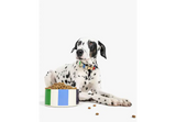 Adventure Stripe Small Dog Bowl
